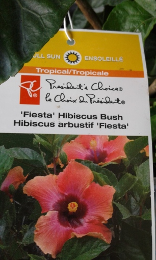 Fiesta Hibiscus