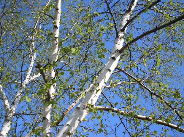 new spring green birch trees
