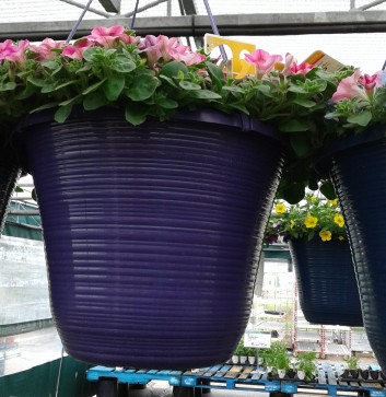 Purple pots